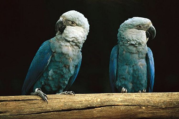 Burung Beo Biru Langka di Kebun Binatang India Picu Kontroversi Internasional, Disebut Masuk Perdagangan Satwa Liar