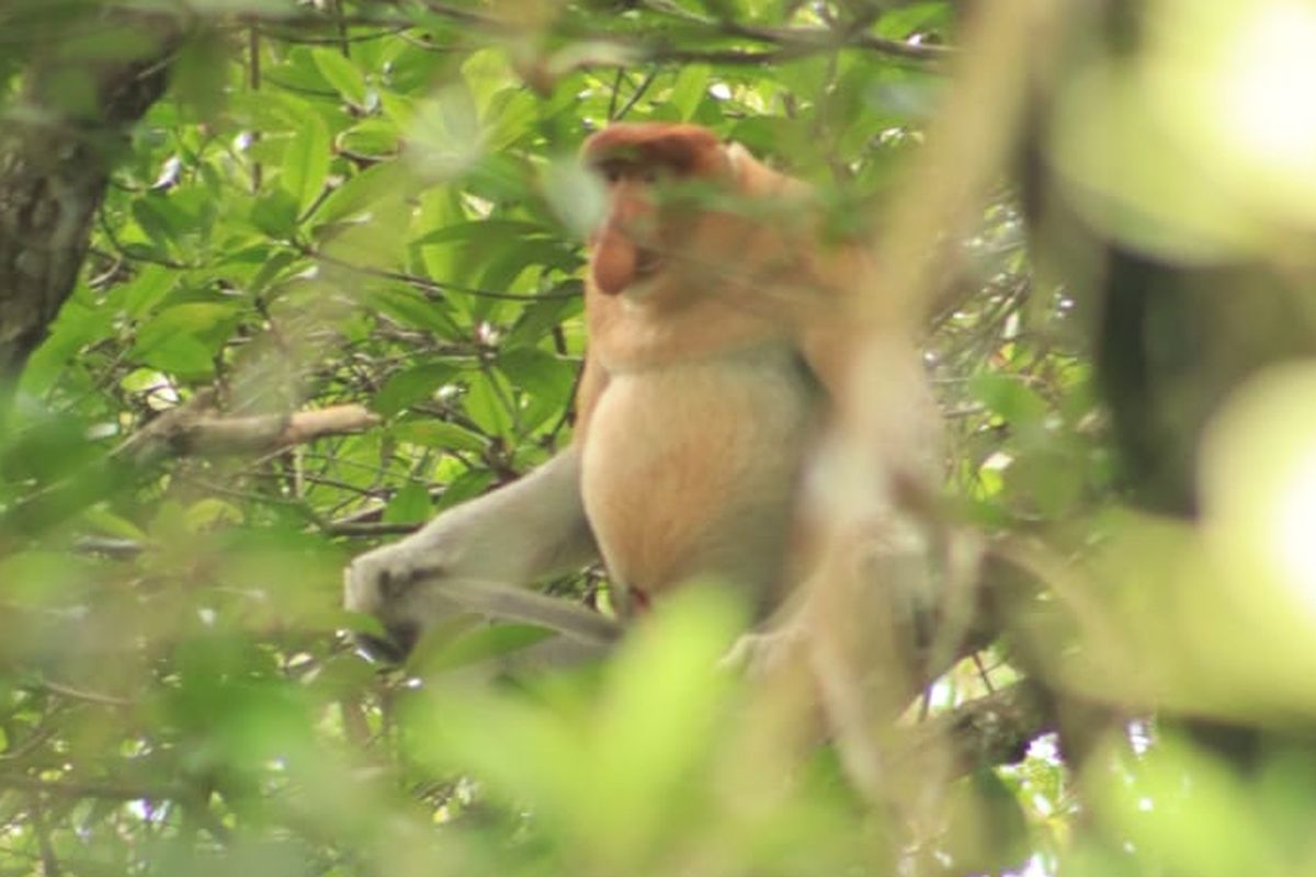 A proboscis monkey at BelagaOne wildlife facility