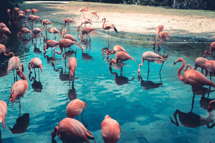 Flamingo bergerombol di sebuah perairan.