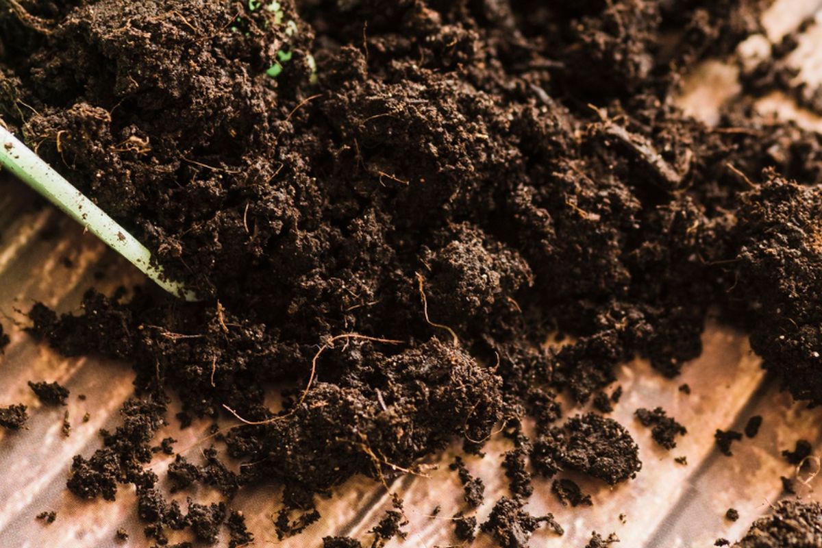 Ilustrasi pupuk organik.