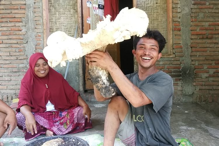 penampakan jamur raksasa di Lombok Tengah