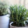 10 Tanaman Herbal yang Tumbuh Subur di Bawah Sinar Matahari Penuh