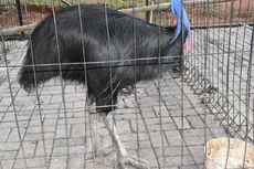 Viral Kondisi Mini Zoo di Cilodong, Depok, Kini Sudah Bersih dari Sampah