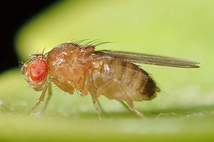 Lalat buah (Drosophila melanogaster). Lalat jantan dari spesies ini diketahui mengeluarkan zat kimia yang membuat lalat betina tetap tidur setelah kawin.