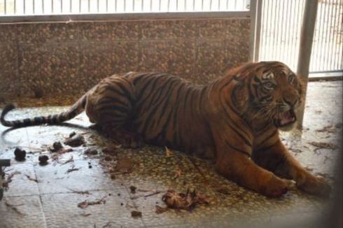 Harimau Berkaki Buntung Bakal Dilepasliarkan, Warga: Gimana Caranya Berburu? Lari Saja Susah