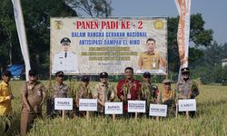 Mitigasi Gagal Panen akibat El Nino, Pemkab HST Gelar Kegiatan Tanam dan Panen Padi