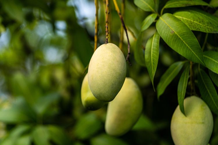 Ilustrasi buah mangga muda. Buah mangga muda mungkin sering kali Anda nikmati sebagai rujak. Namun, tahukah Anda manfaat buah mangga muda yang umumnya rasanya asam ini?