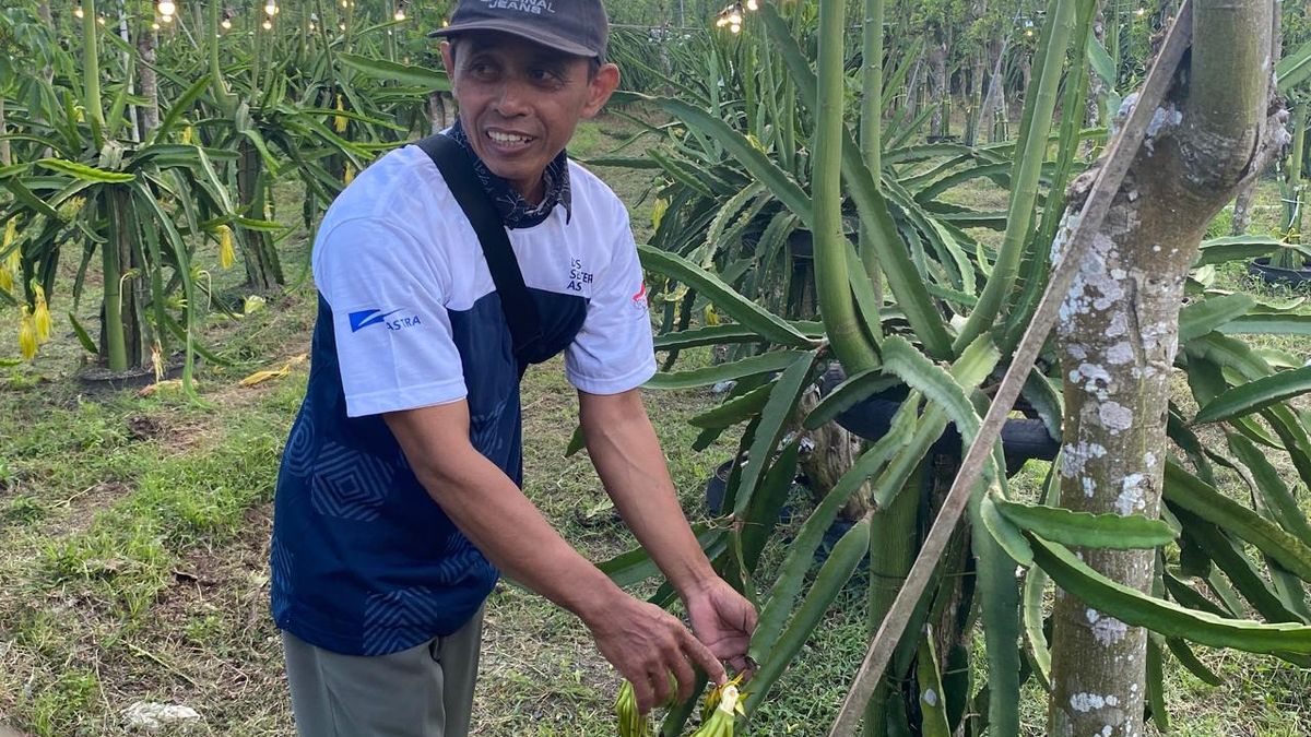 Kelompok Tani Sinar Cabe Raup Omzet Rp 30 Juta Per Bulan dari Kebun Buah Naga