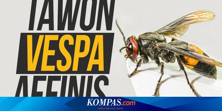 Bpbd Bantul Gelar Ott Sarang Tawon Karena Membahayakan