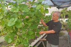 “Urban Farming” Ala Warga Kelurahan Palmerah, Bertani di Atap Masjid...