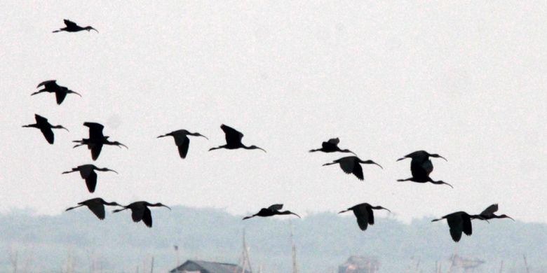 Di Danau Limboto Ratusan Burung Ibis Rokoroko Terlihat Mencari Makan