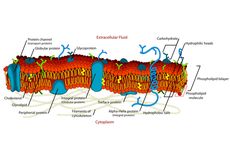 Fungsi Protein dalam Membran Plasma