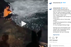 Video Viral Ikan Berlompatan ke Pinggir Pantai di Jogja, Apa yang Terjadi?