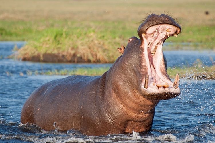 A hippopotamus in its natural habitat