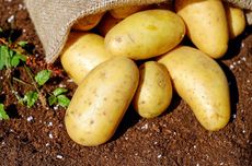 BRIN Kembangkan Kentang Tahan Penyakit, Kurangi Impor