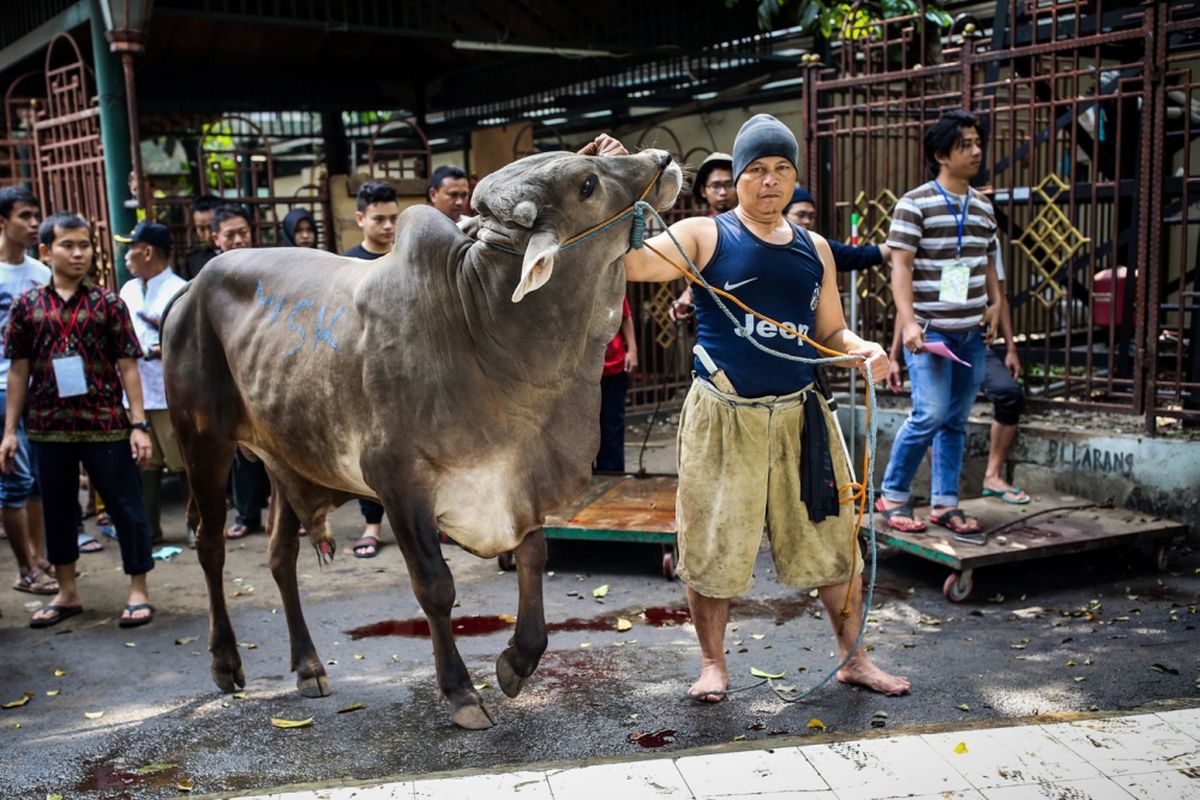 Pekerja menarik sapi untuk disembelih di Masjid Agung Sunda Kelapa, Jakarta Pusat, Jumat (1/9/2017). Tahun ini masjid Agung Sunda Kelapa menerima 10 ekor sapi dan 52 ekor kambing untuk dikurbankan.