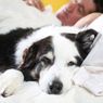 Penyebab Anjing Peliharaan Tidur di Kasur Pemiliknya dan Mengatasinya