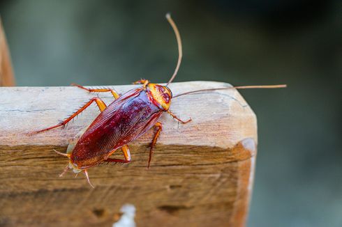 Khusus Valentine, Kebun Binatang AS Izinkan Namai Kecoak dengan Nama Mantan