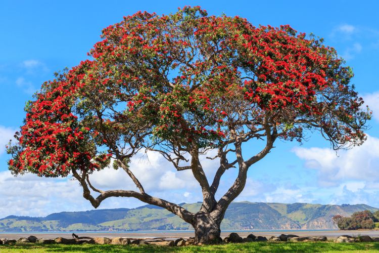 Pohutukawa, pohon Natal khas Selandia Baru. 