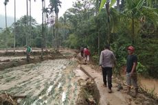 Sebulan Terdampak Banjir, Sawah Warga Bengkulu Masih Tertimbun Lumpur