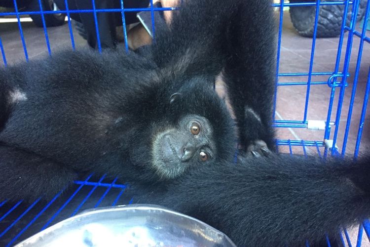 Seekor owa siamang milik Bupati Badung Nyoman Giri Prasta saat akan diberangkatkan ke Pusat Rehabilitasi Satwa Kalaweit, Sumatera Barat, Jumat (8/10/2021).