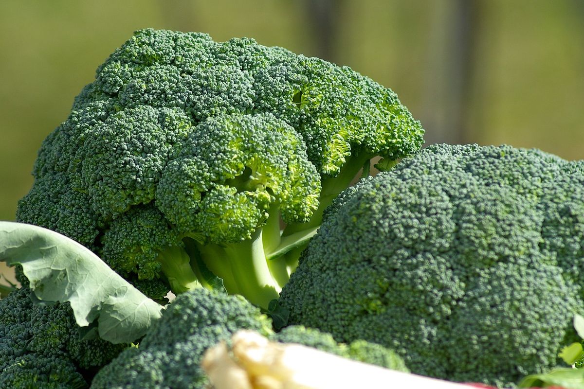 Brokoli termasuk superfood yang kaya protein, serat, vitamin, mineral, dan antioksidan. Jika digoreng, kandungan gizinya mengalami penurunan drastis.
