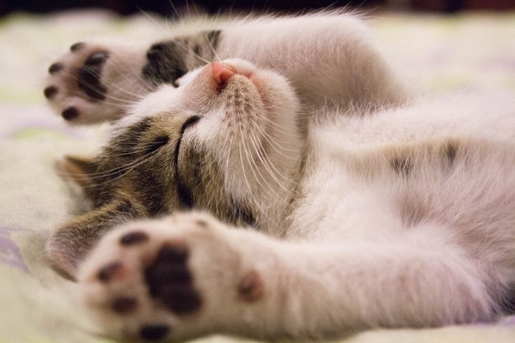 6 Arti di Balik Kebiasaan Kucing Tidur Terlentang