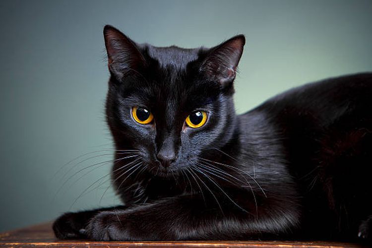Ilustrasi mitos tentang kucing hitam.