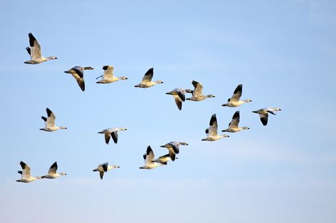 Ukuran Tubuh Burung Makin Kecil karena Perubahan Iklim