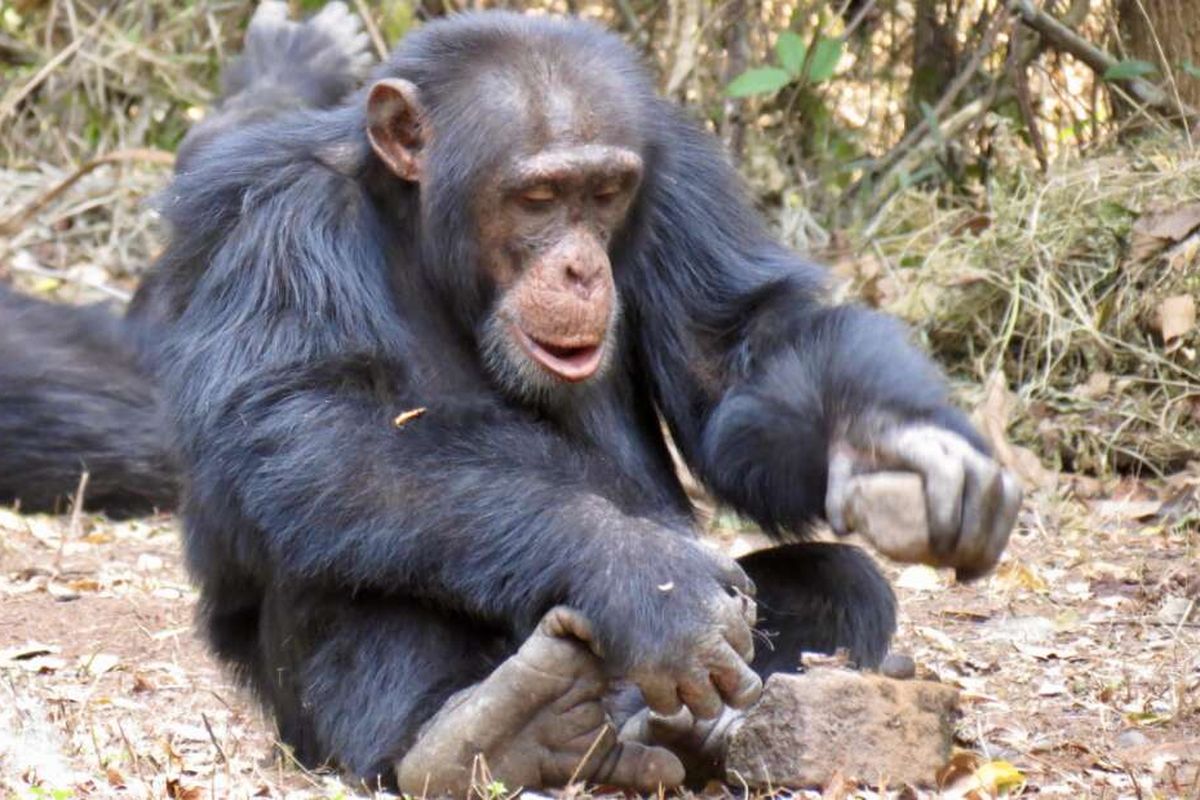 Simpanse memecahkan kacang dengan batu 
