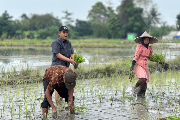 Sekretaris Ditjenbun Heru Tri Widarto meninjau kegiatan tanam Poktan Jabon Adiasa Mandiri, Desa Banjar Agung, Kecamatan Cipocok Jaya, Kota Serang, Senin (16/9/2024).