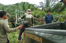 4 Kali Harimau Serang Lembu Warga, BBKSDA Sumut Pasang Kandang Jebak di Langkat