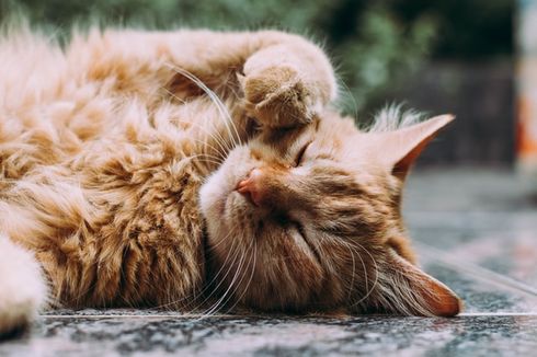 Tim UGM Inovasi Makanan Kucing Kaya Gizi, Terbuat dari Larva Lalat