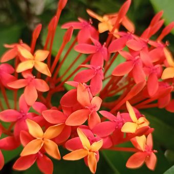 Ilustrasi bunga asoka (Ixora javanica). 