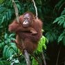Fakta-fakta Orang Utan, Mamalia Arboreal Terbesar di Dunia