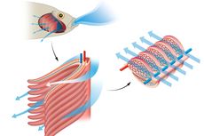 Pernapasan pada Ikan: Proses dan Organ yang Terlibat