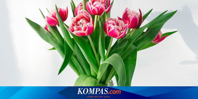 Cara Membuat Pupuk Bunga Sendiri di Rumah