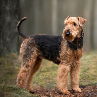 Ilustrasi anjing Airedale terrier. 