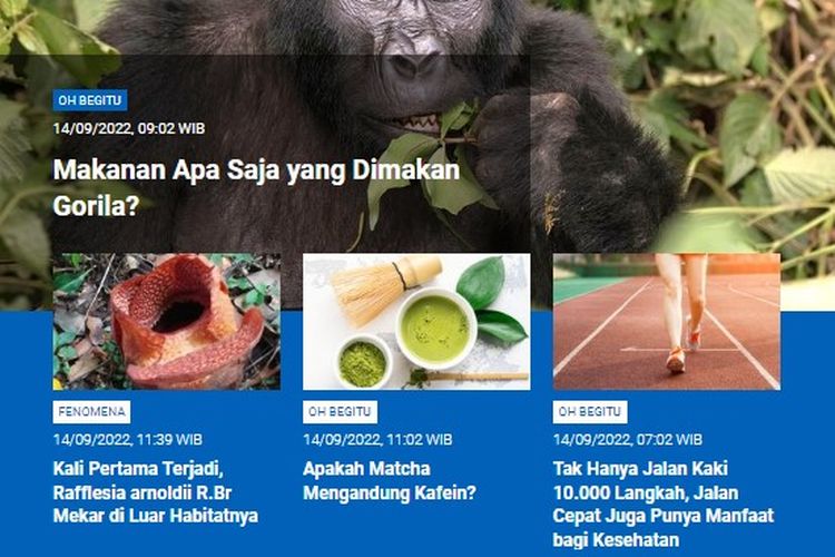 Populer Sains, makanan yang dimakan gorila, Rafflesia arnoldii R.Br mekar di luar habitat, matcha mengandung kafein, manfaat jalan cepat.