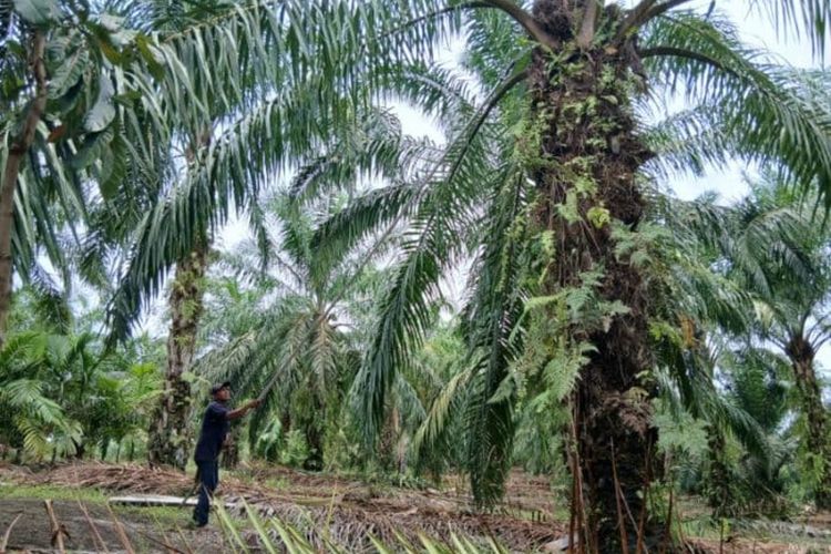 Harga TBS Sawit di Simalungun Sumut Anjlok, Petani Keluhkan Biaya Pupuk Mahal