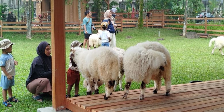 Wisata edukasi Ijen Farmhouse di Desa Tamansari, Kecamatan Licin, Banyuwangi, Jawa Timur.