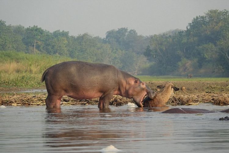 Seekor kuda nil tertangkap kamera menyelamatkan seekor antelop yang nyaris dimangsa buaya di Sungai Nil Putih, Uganda.