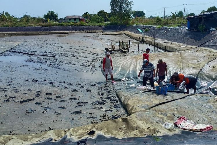 Pemerintah Impor 219 Ton Udang, Petambak Udang di Lampung Menjerit