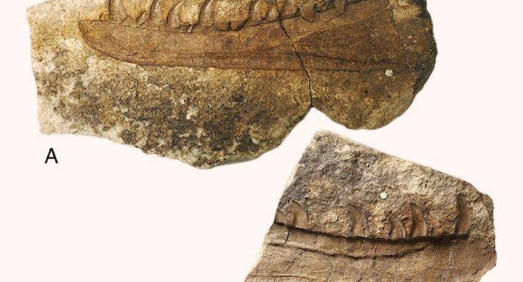 Newtonsaurus cambrensis: Predator Raksasa Zaman Trias Ditemukan di Wales