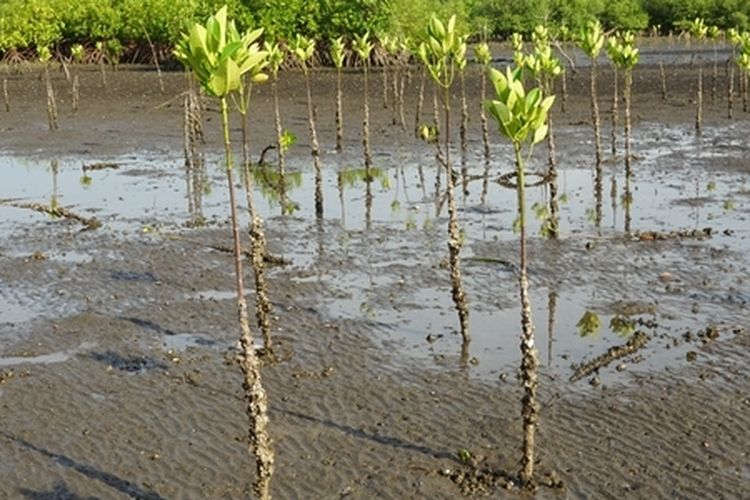Ilustrasi tanaman mangrove. 