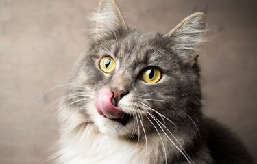 5 Penyebab Kucing Menjulurkan Lidah Halaman all - Kompas.com