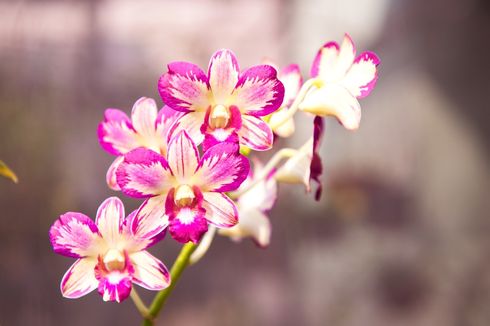 5 Hal yang Harus Diperhatikan Saat Merawat Anggrek Dendrobium
