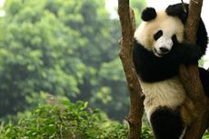 Chengdu, Rumah Panda China dengan Banyak Cerita