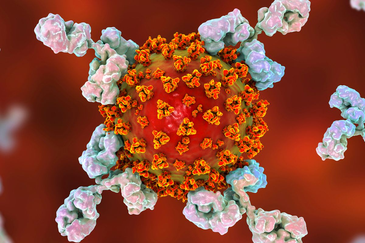 Ilustrasi antibodi yang menyerang virus corona SARS-CoV-2 penyebab Covid-19.