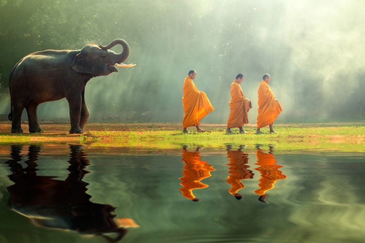 Gajah Thailand menjadi hewan nasional di Thailand.